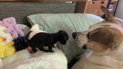 Riley meeting tiny Olive up close for the first time. She’s not sure what to think!