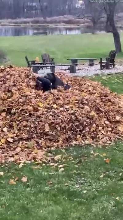 Zeus saving his daddy from the big scary leaf pile!