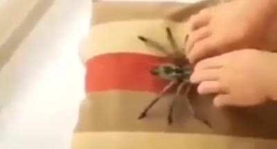 playing with spider pet