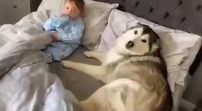 Dog refuses to get out of bed then proceeds to fall asleep looking after baby