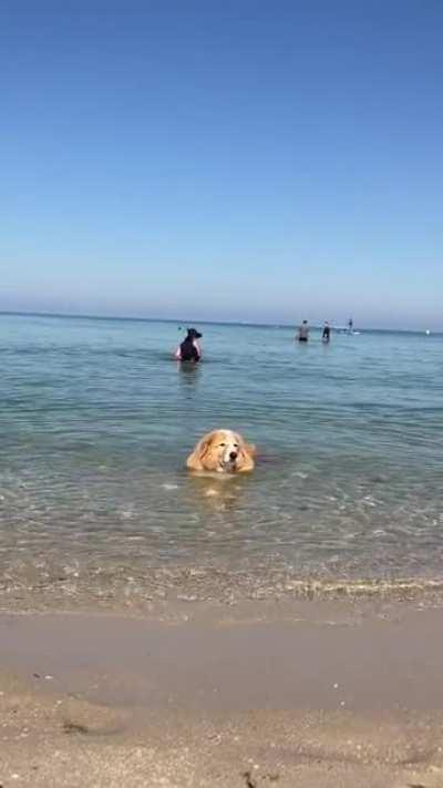 Flynn the dog taking a dip at the beach!