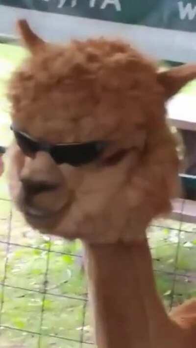 Blursed alpaca