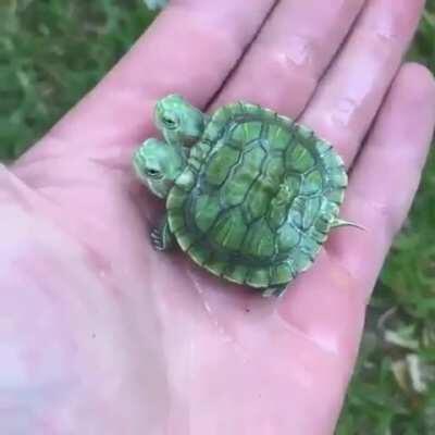 Turtle twins sharing a single shell.