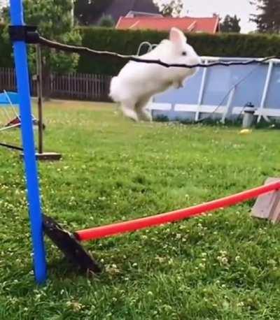 The winner of this year's Bunny Olympics high jump