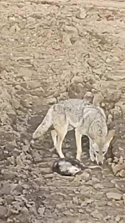 Coyote tries to snag an opossum