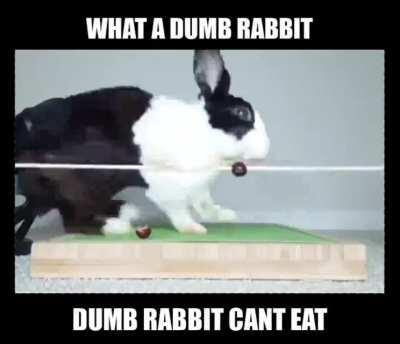 🤣👉 🐇