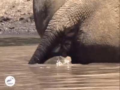 Terrapins eating ticks and other parasites in nooks and crannies where the rhino can't easily reach. This is a form of symbiotic relationship between rhinos and terrapins.