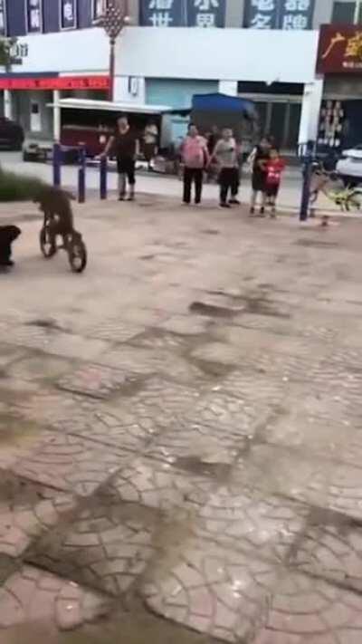 Monkey steals a bike and then rides in front of crowd