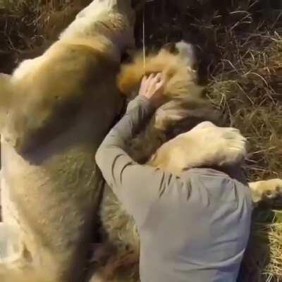 Lions recognising the person who rescued and cared for them