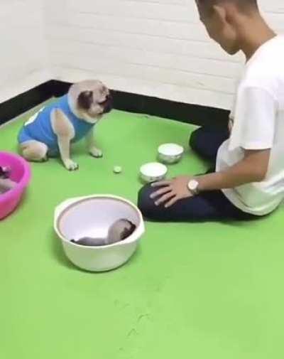 Pug saving all his children from an evil man