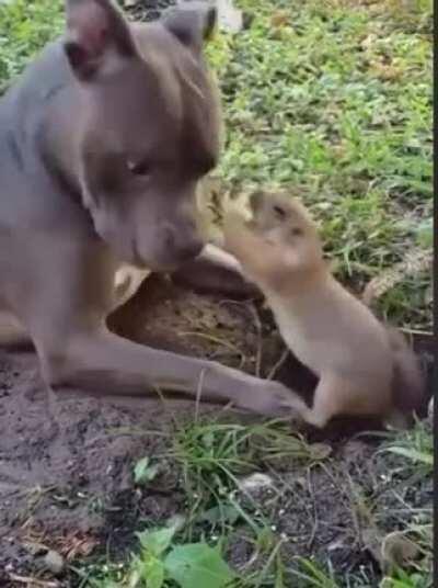 Owners dog just wanted to play with his new friend.