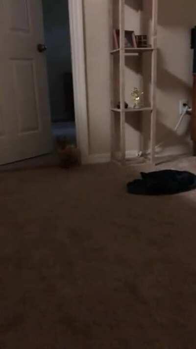 Rescue bunny enjoying enough space for zoomies for the first time