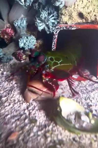 Mantis Shrimp busting a Clam open.