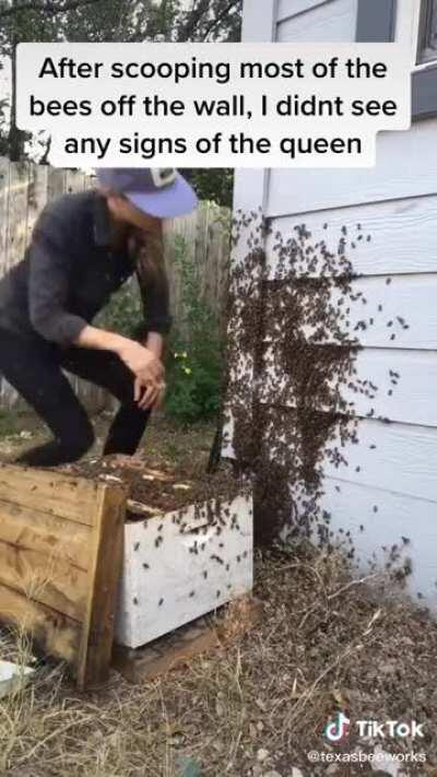 BEE LADY AT IT AGAIN