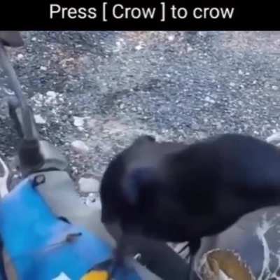 crowbro