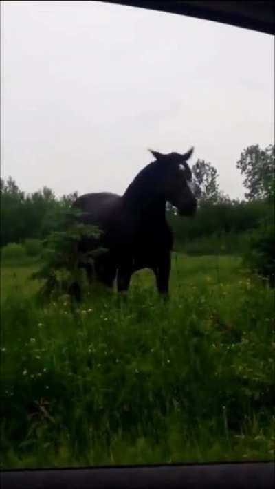 Horse dancing to Fleetwood Mac