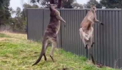 kangaroo gets pushed to the fence during a fight