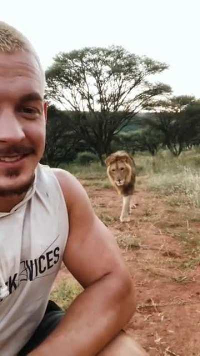 Man ruins lion's surprise