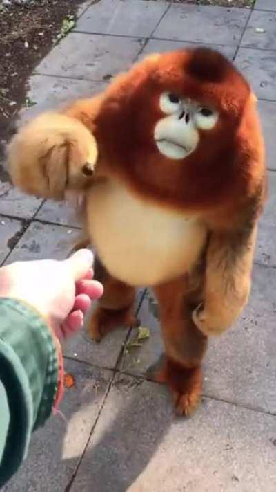 Golden snub-nose monkey looks like a child in a Halloween costume