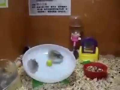 hamster rollercoaster