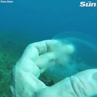 Diver encounters ‘ghostly fish’ that is almost fully transparent