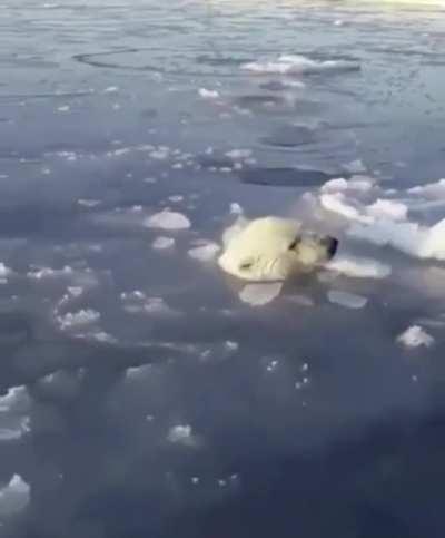 Polar bear mom breaking ice at short intervals so the cubs can breathe