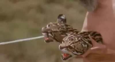 A man gets fed milk by two “cheetahs”