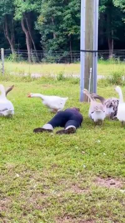 A farmer pretended to faint to see how her gaggle of Geese would react