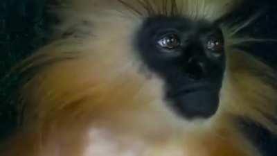 Golden langur observing