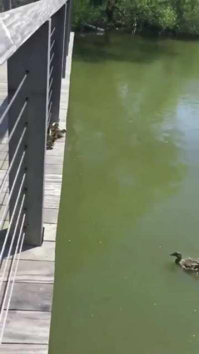 Ducklings jumping one by one into water pond in Southampton, NY