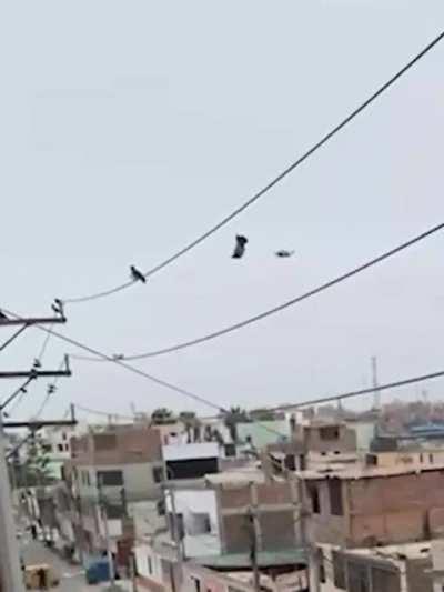 Precision piloting to save a pigeon