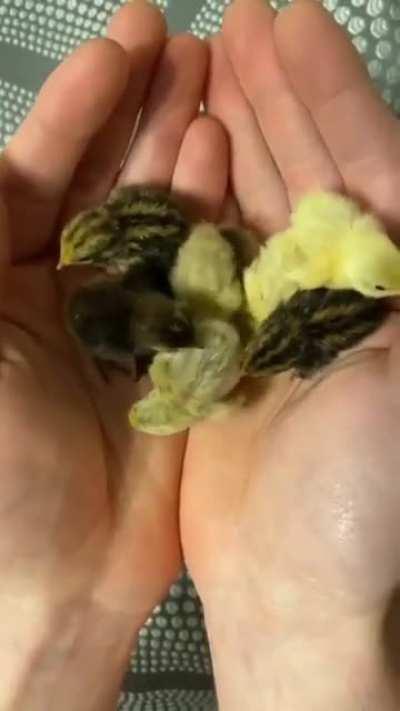 Illegally smol chicks