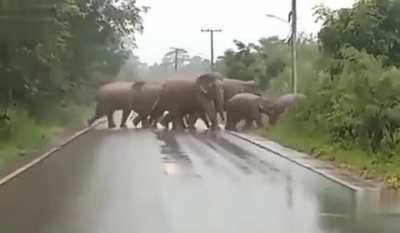 Last elephant: bye human!