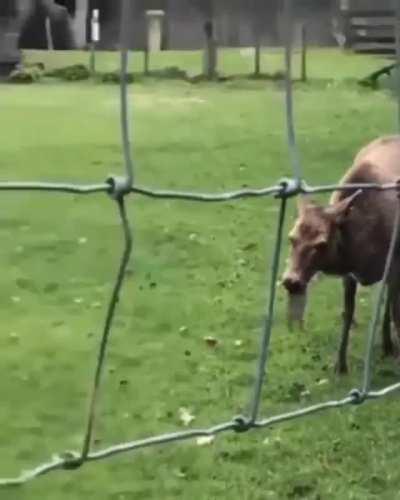 Hungry deer munching on a rabbit