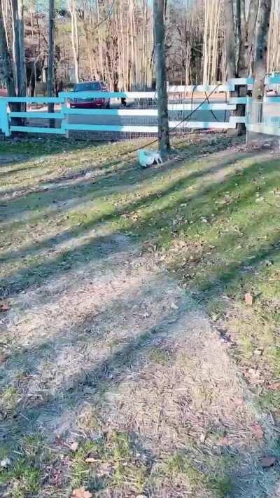 Pig And Dog Living The Best Life Together