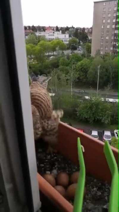 A Guy feeds a falcon nesting in the window box [x-post /r/interestingasfuck]