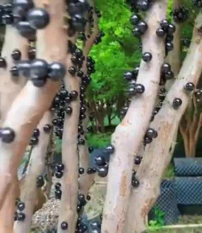 Harvesting the fruit of the Jabuticaba tree