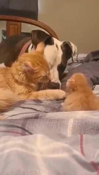 Cat mom introducing her 1 week old kitten to her dog friend