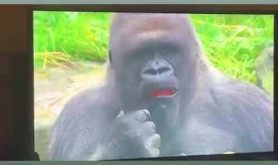 What did this Gorilla just witness?