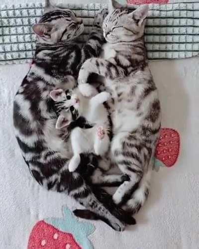 Kitten waking up mom and dad