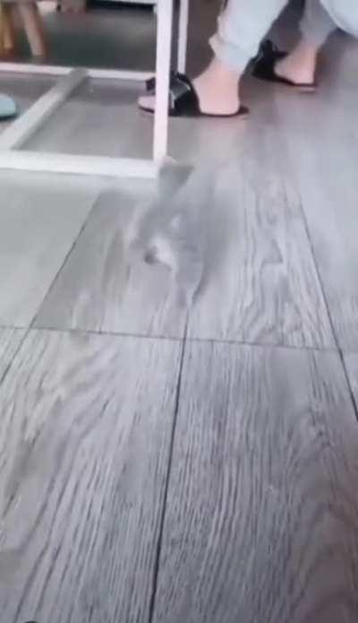 Little kitty with big steps