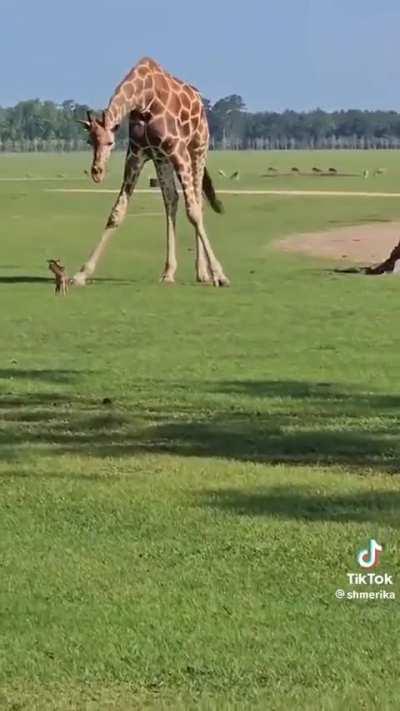 🔥 Giraffe meets the tiny adorable deer fawn..