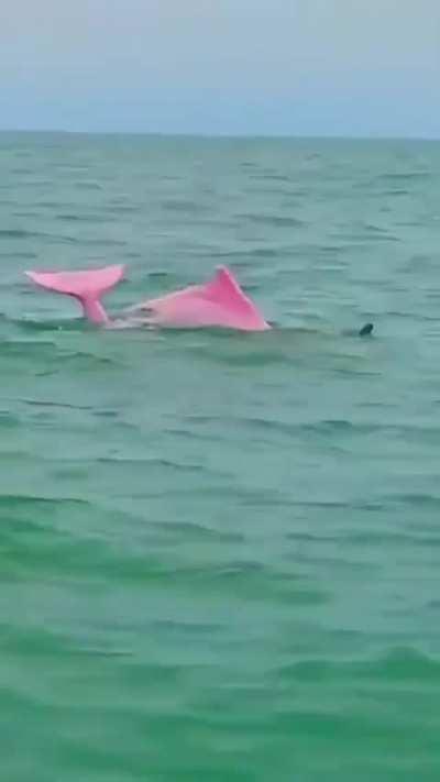 Pink Dolphins in China making a comeback because of Covid reducing river traffic