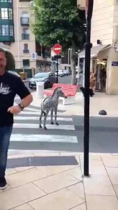 Zebra Crossing (Language warning)