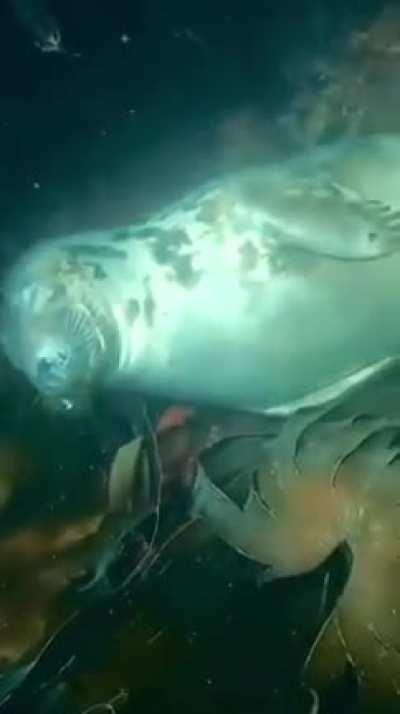 A seal sleeping peacefully in a kelp forest