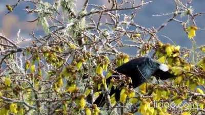 Kereru, a wood pigeon native to New Zealand