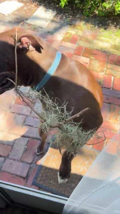 Maggie is very proud of her new stick