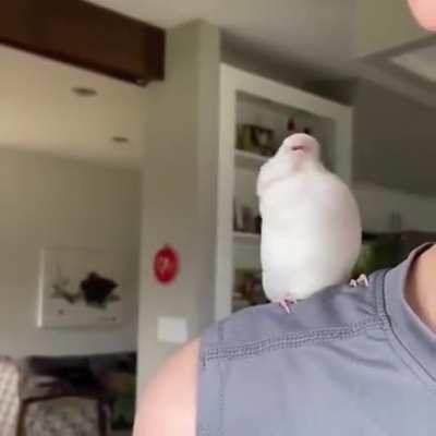 parrot