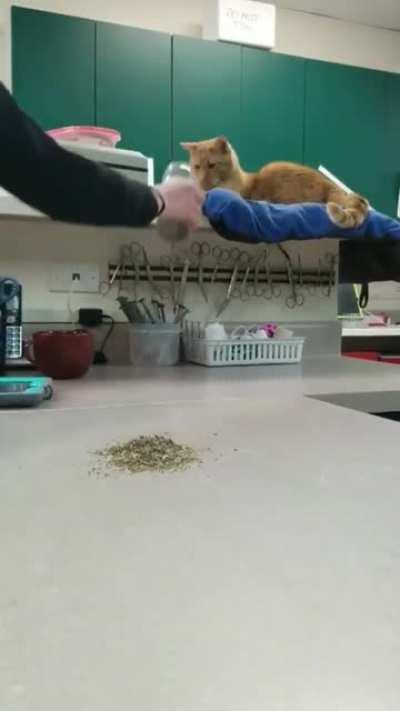 A cat discovering the joys of catnip.