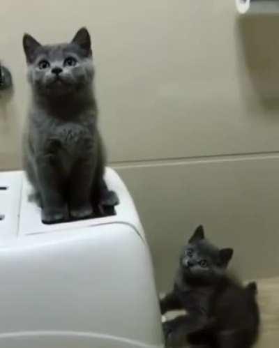 Kittens getting in sync